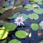 Botanic Garden---water lily