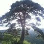 지리산 뱀사골 천년소나무