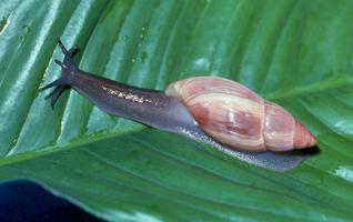 파르툴라달팽이(Partula Snail,Partula spp.) : 네이버 블로그