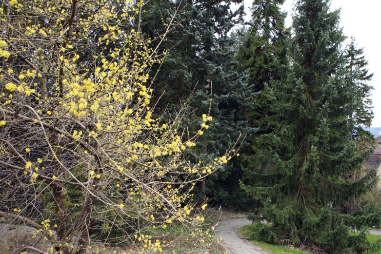 취리히 대학 식물원(Botanischer Garten der Universität Zürich) - (2)