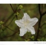 흰 꽃 한송이