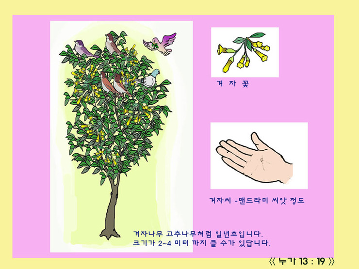 겨자씨 나무