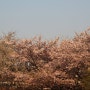2009년 봄 벚꽃