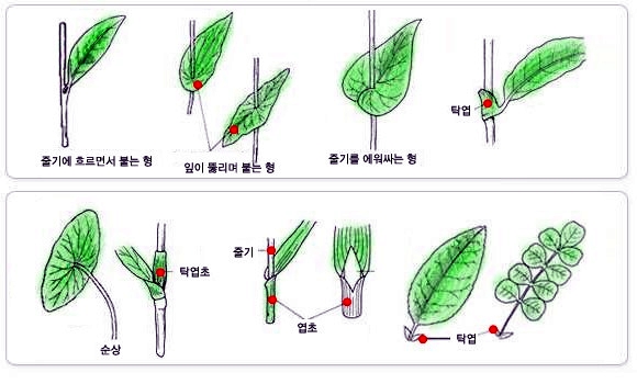 [식물의 구조] 잎의 구조,잎모양,잎의 배열,엽저,엽연,엽선,복엽 : 네이버 블로그