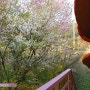[포천펜션]빨강버섯 스머프펜션-봄 풍경
