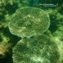 푸켓바다의 산호초