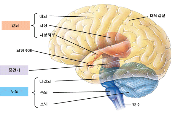 인간의 뇌 부분 및 기능 다이어그램