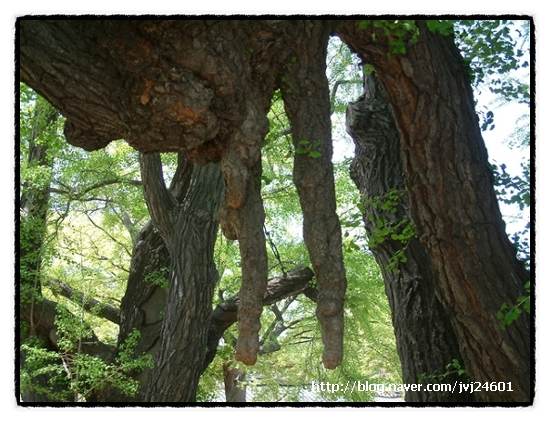 [이 한 그루의 나무] 서울 문묘 은행나무 (천연기념물 제59호)