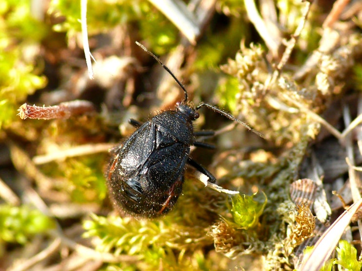 장님노린재과 Bothynotus morimotoi 네이버 블로그