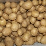 감자수확 6-28