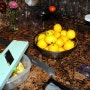 레몬차 만들기~ (2009-02-24)