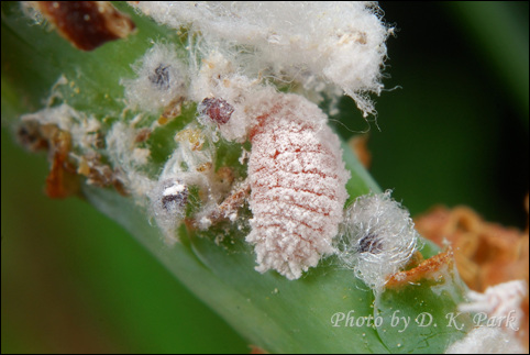 소나무가루깍지벌레(Crisicoccus pini) : 네이버 블로그 소나무가루깍지벌레(Crisicoccus Pini) : 네이버 블로그