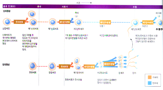 사람의 정자와 난자형성의 비교 : 네이버 블로그