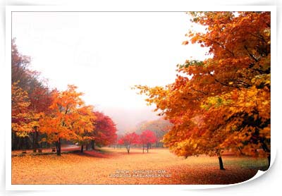 fall in fall...um...fall in love : 네이버 블로그