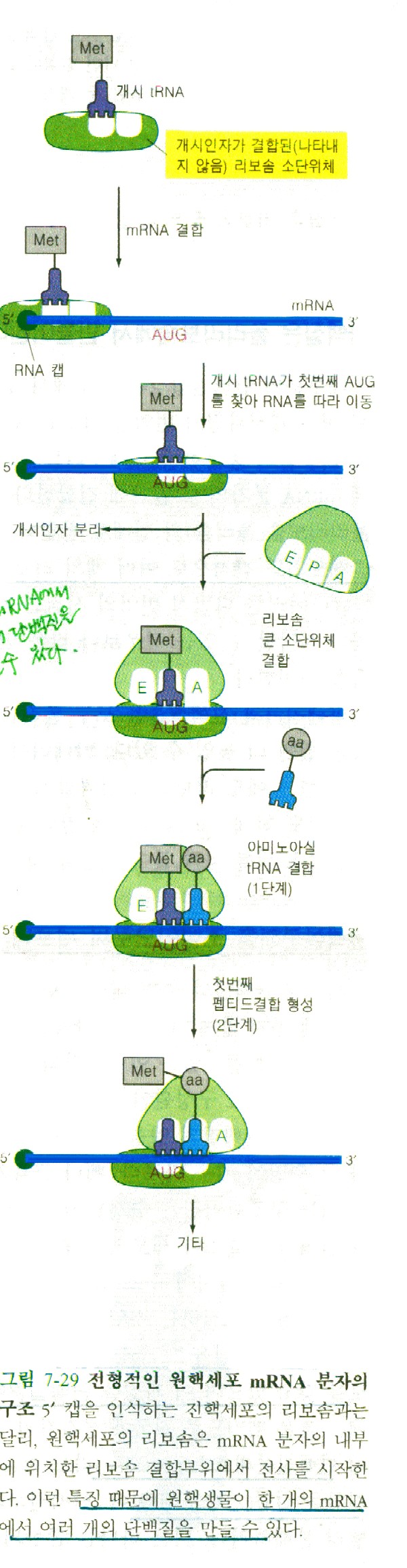단백질 합성의 시작 : 네이버 블로그